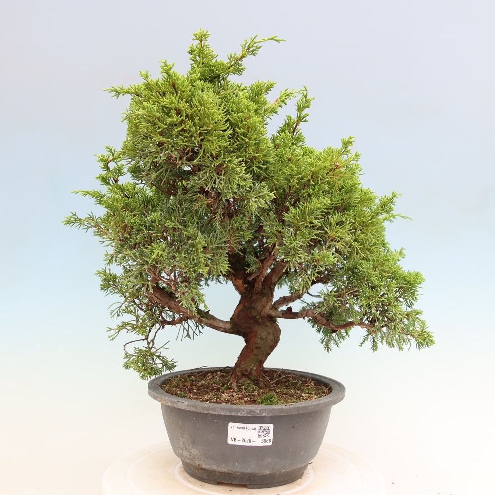 Vonkajší bonsai – Juniperus chinensis Itoigawa – čínsky jalovec