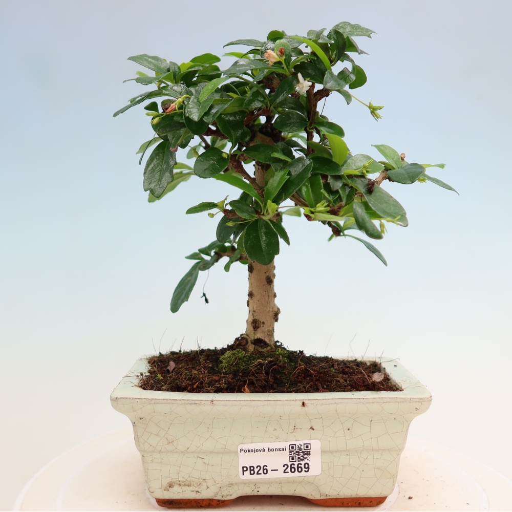 Izbové bonsaje - Carmona macrophylla - Tea fuki