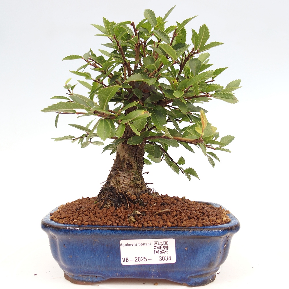 Vonkajšie bonsai - Zelkova - Zelkova Nirom
