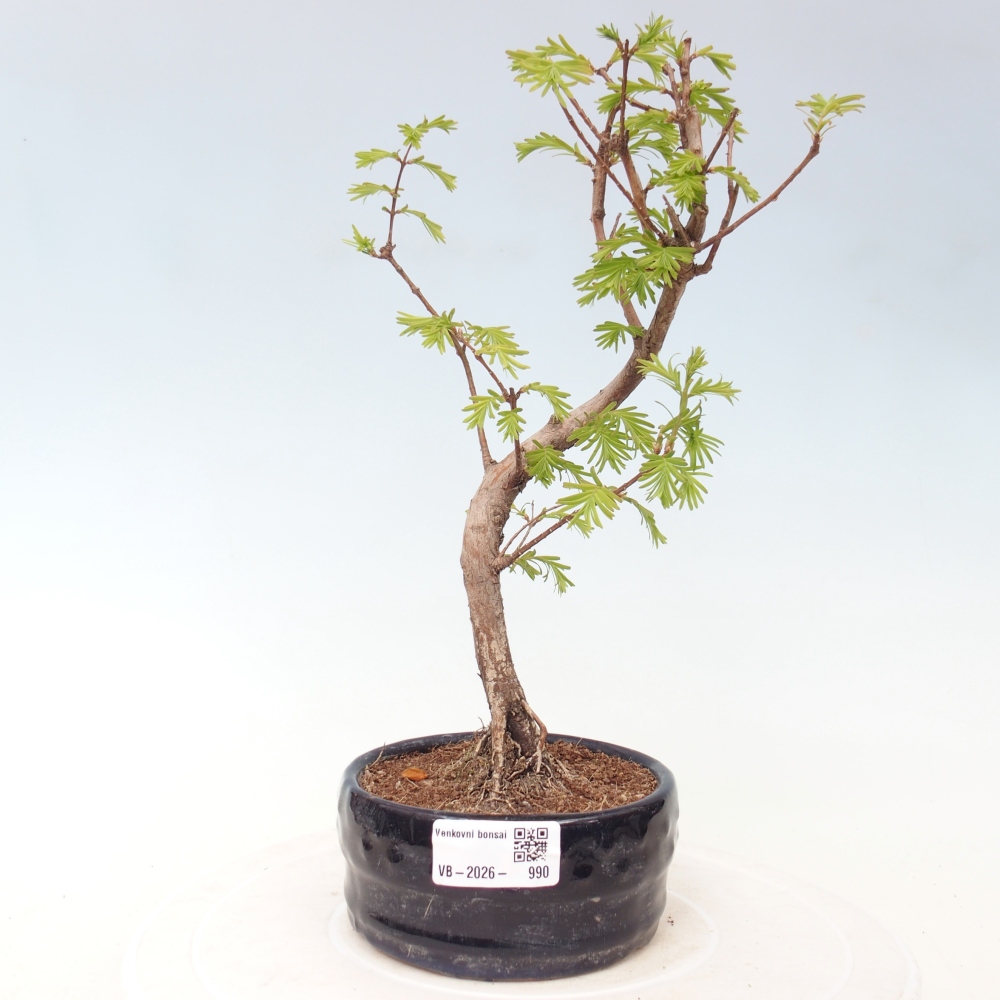 Vonkajšie bonsaje - Metasequoia glyptostroboides - čínska metasekvoja