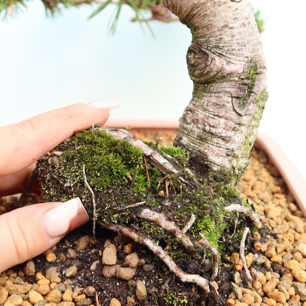 Vonkajšie bonsaje – Pinus mugo Humpy – borovica krivá