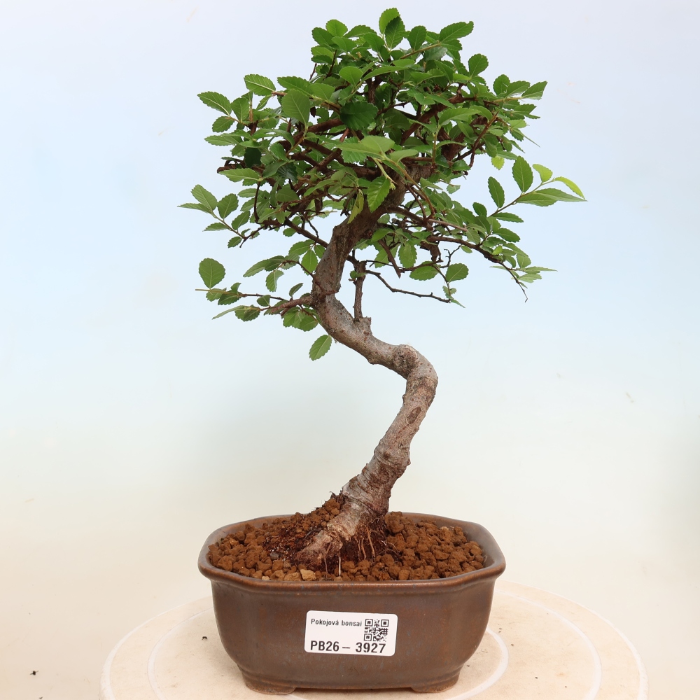 Izbový bonsaj - Ulmus parvifolia - brest malolistý