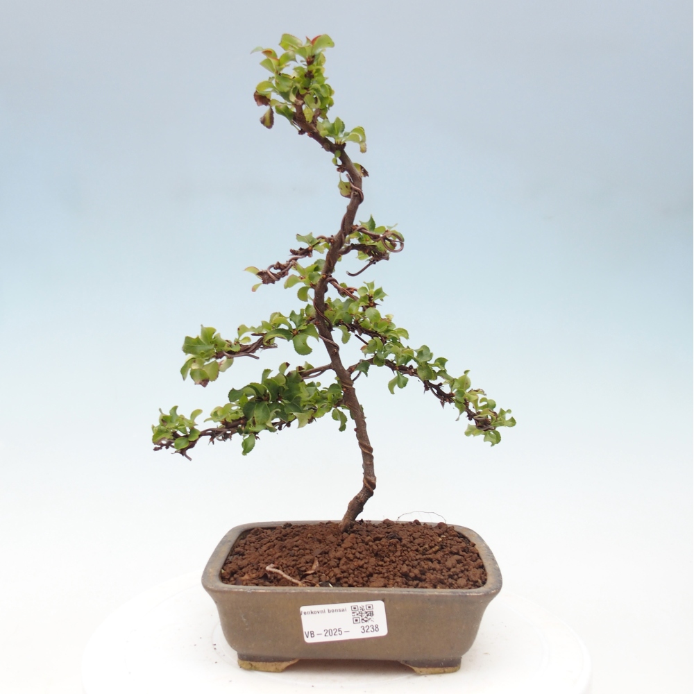 Vonkajšie bonsai - Chaneomeles s. Red Joy - Dulovec