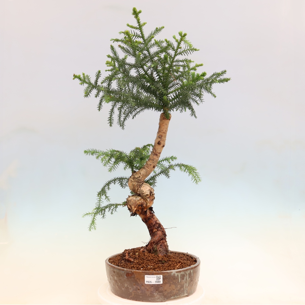 Izba bonsai – Araukária – izba smreček