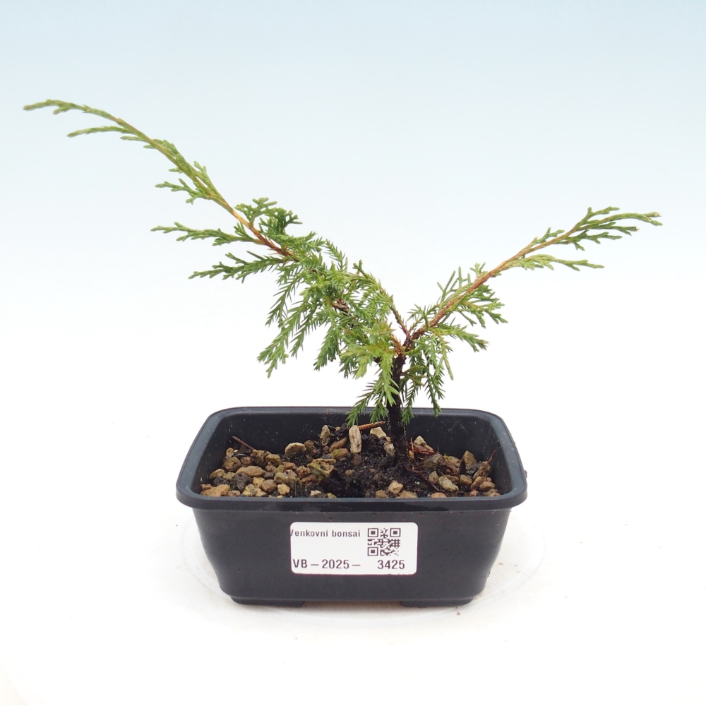Vonkajší bonsaj - Juniperus chinensis Itoigawa