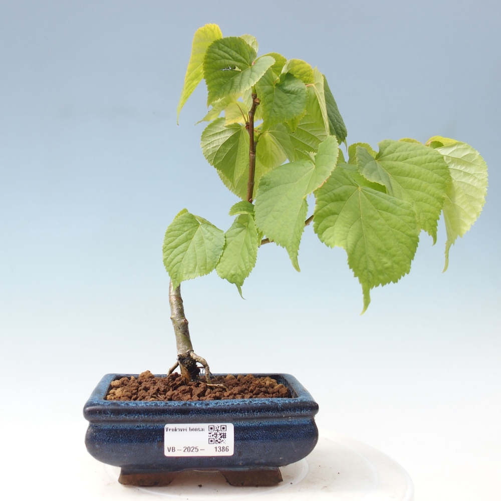 Vonkajšie bonsai - Lipa malolistá - Tilia cordata