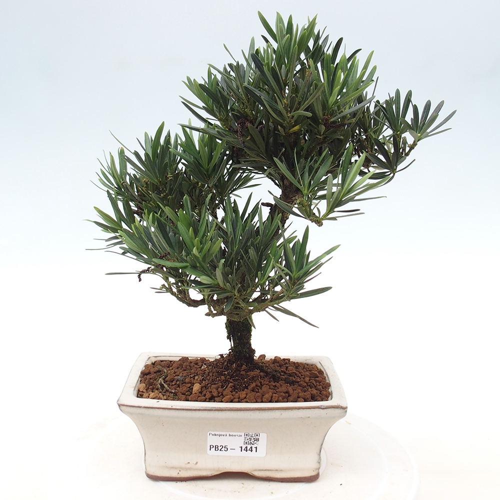 Izbová bonsai - Podocarpus - Kamenný tis