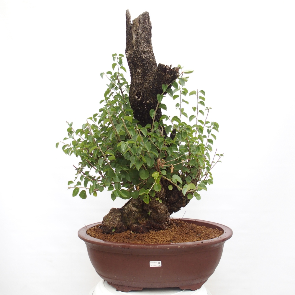 Vonkajšie bonsai - Mahalebka - Prunus mahalieb