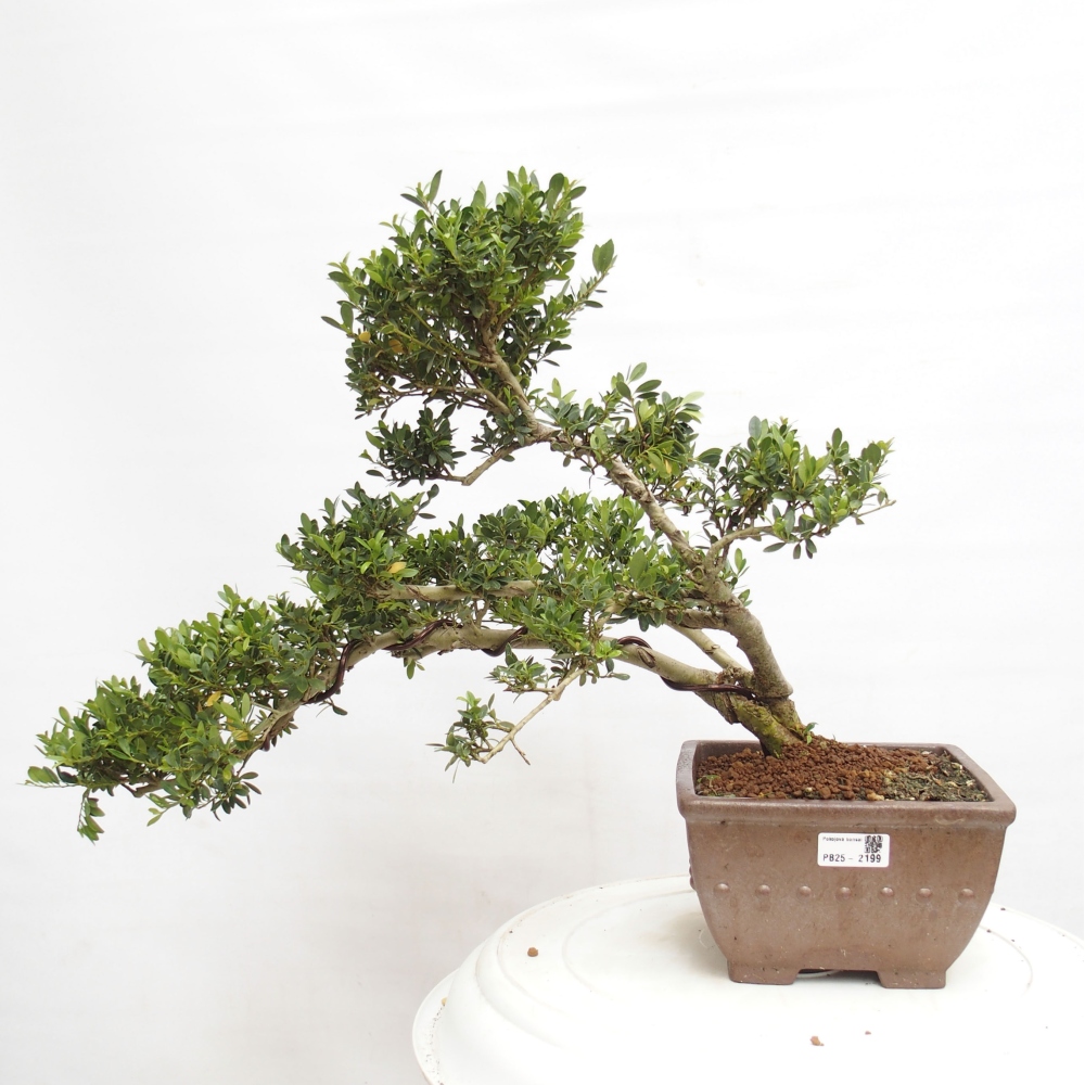 Izbová bonsai - Ilex crenata - Cezmína