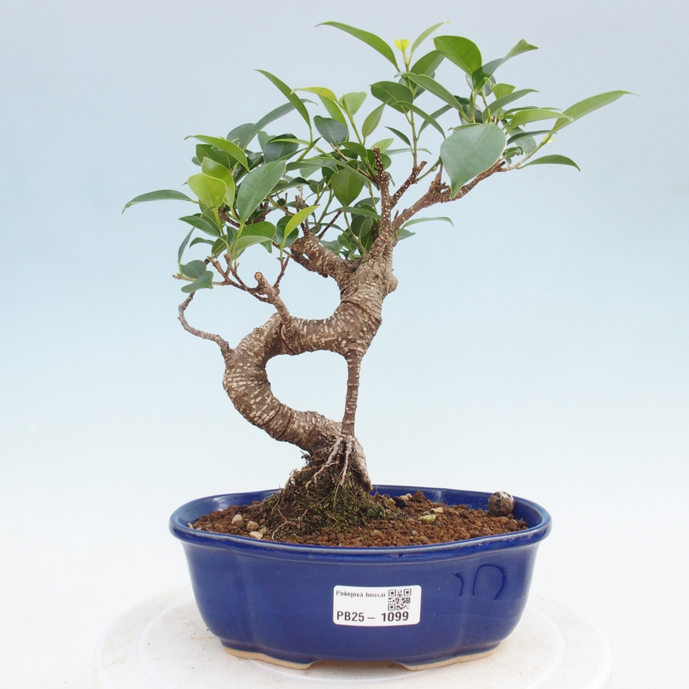Izbová bonsai - Ficus retusa - malolistá fikus