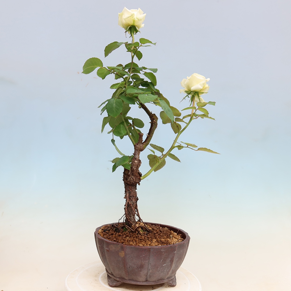 Vonkajšie bonsaje – Rosa Kordes – ruže
