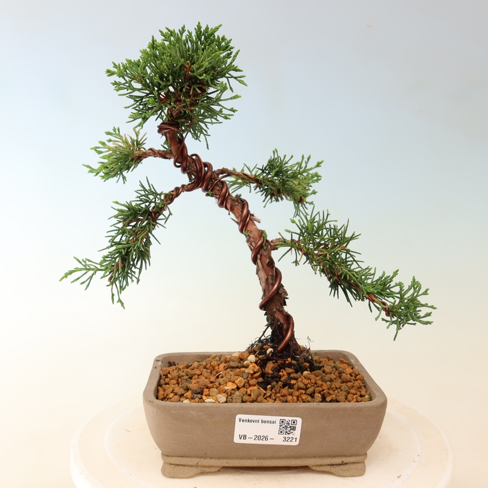 Vonkajší bonsaj - Juniperus chinensis Kishu