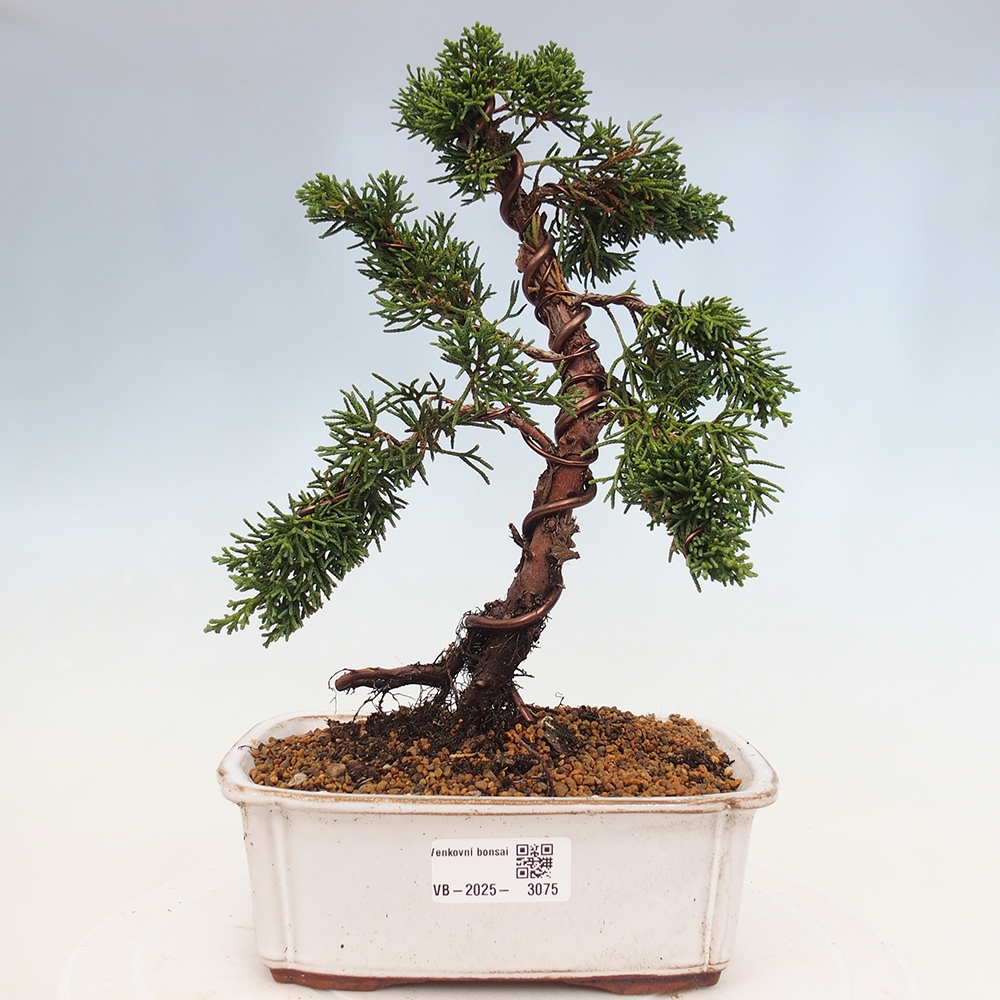 Vonkajší bonsai - Juniperus chinensis Kishu -Jalovec čínsky