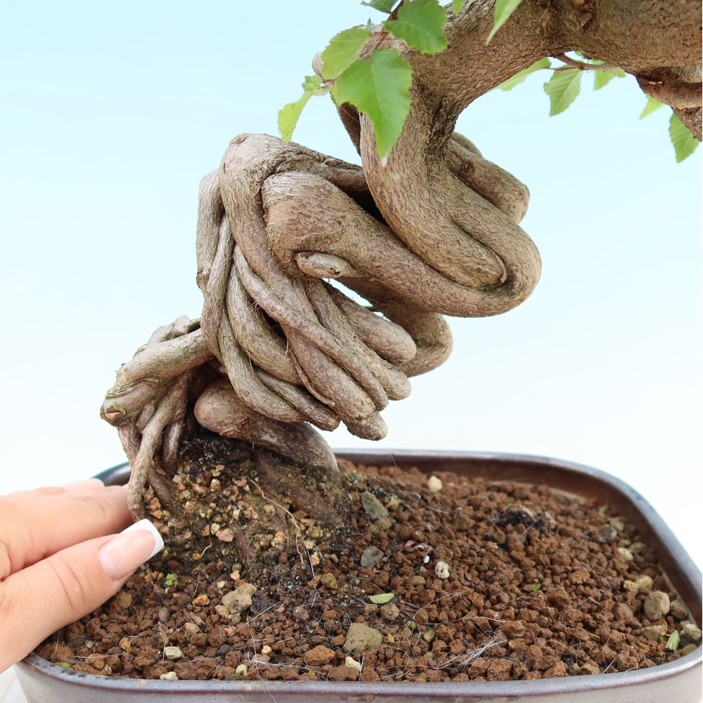 Vonkajší bonsaj -Carpinus coreana - Hrab kórejský