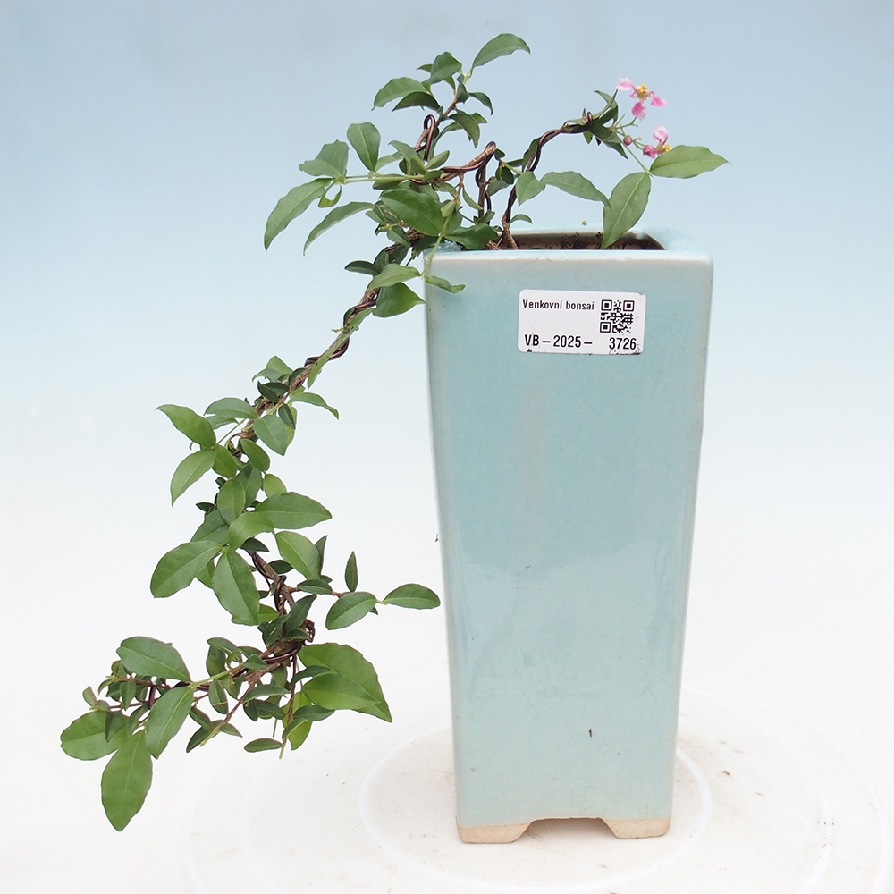 Izbová bonsai -Malpighia coccigera- Barbdorská čerešňa