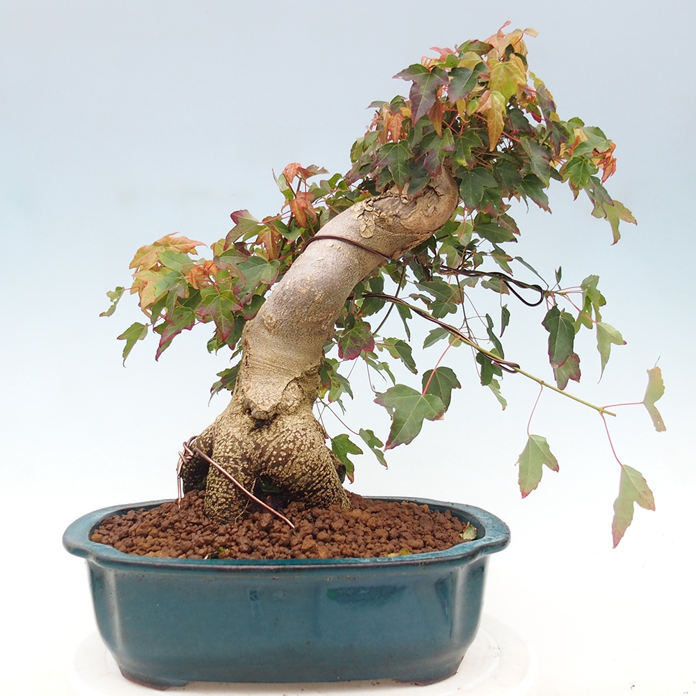 Vonkajšie bonsai - Javor Buergerianum - Javor Burgerův