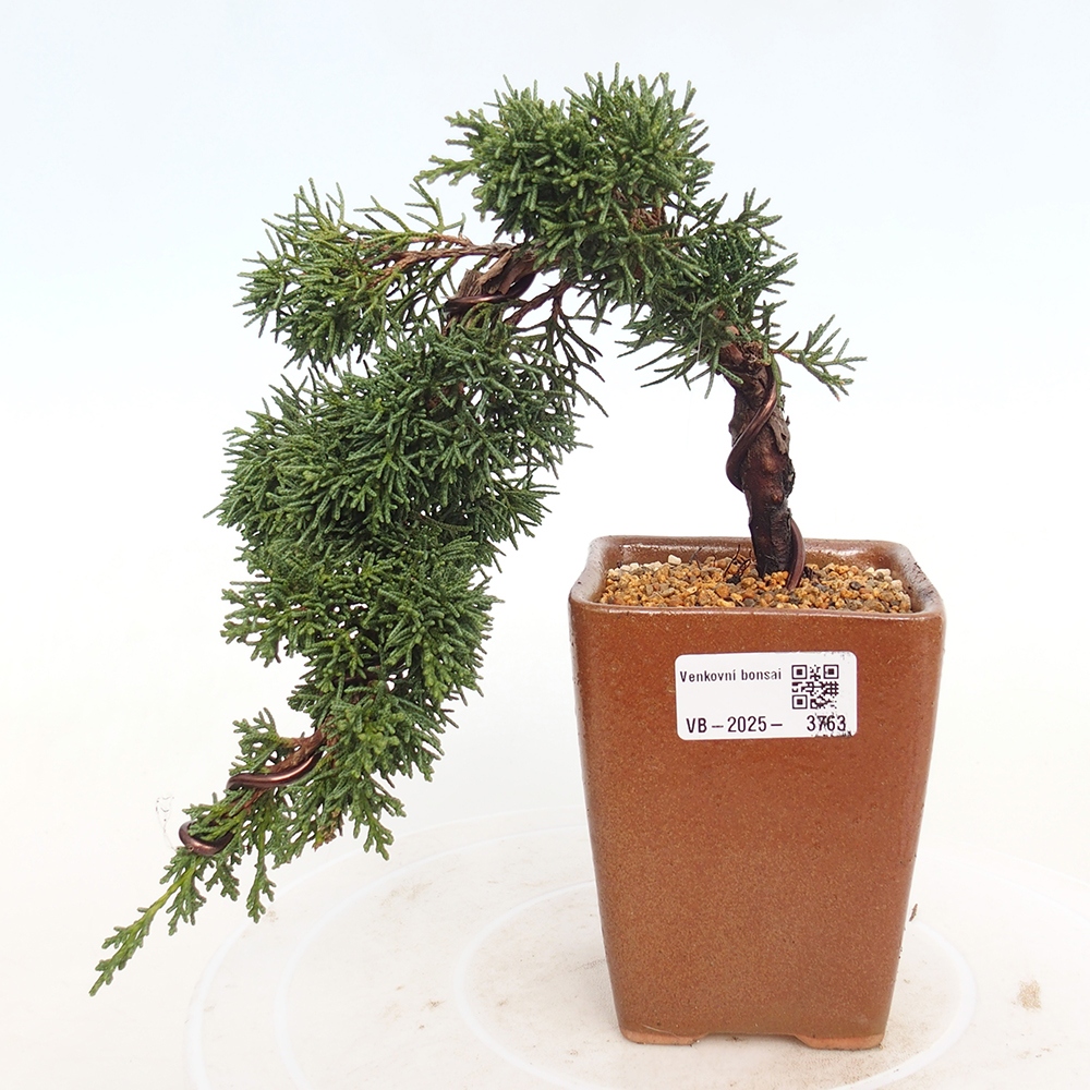 Vonkajší bonsaj - Juniperus chinensis Kishu