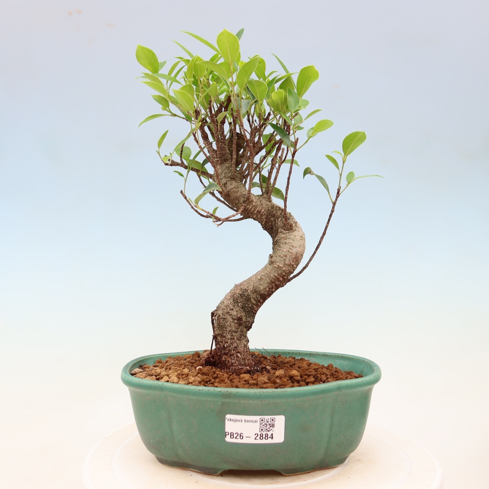 Izbové bonsaje - Ficus kimmen - drobnolistý fikus