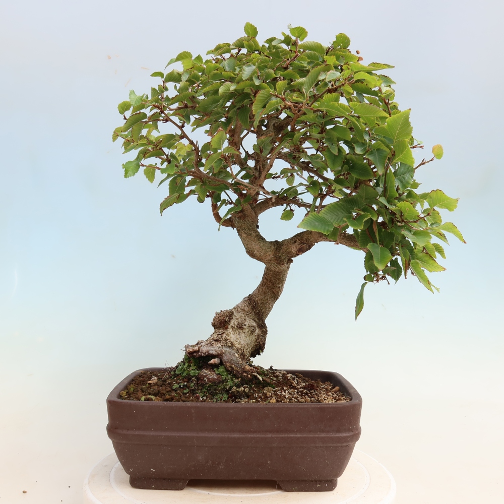 Vonkajšie bonsaje -Carpinus CARPINOIDES - Hrab kórejský