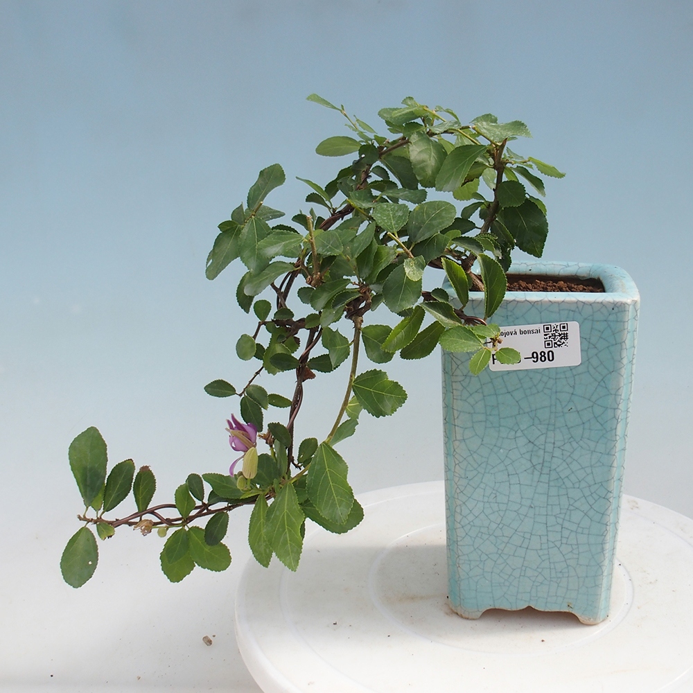 Izbová bonsai - Grewia occidentalis - Hviezdica levanduľová