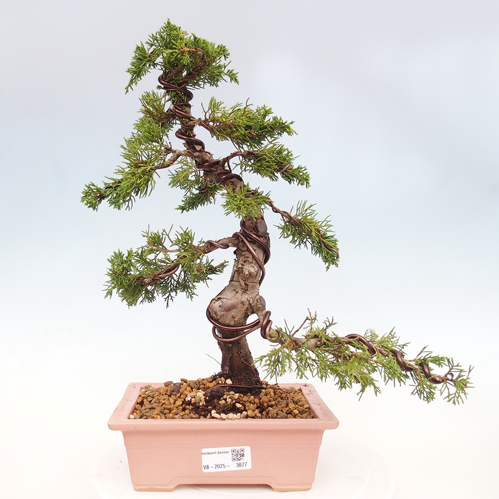 Vonkajší bonsai - Juniperus chinensis Itoigawa -Jalovec čínsky