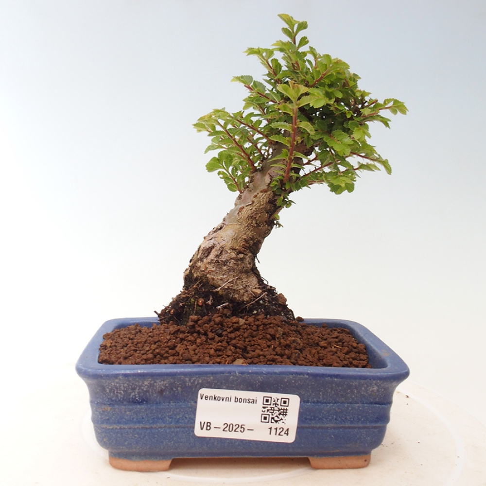 Vonkajší bonsai - Ulmus parvifolia Sagei - Malolistý brest