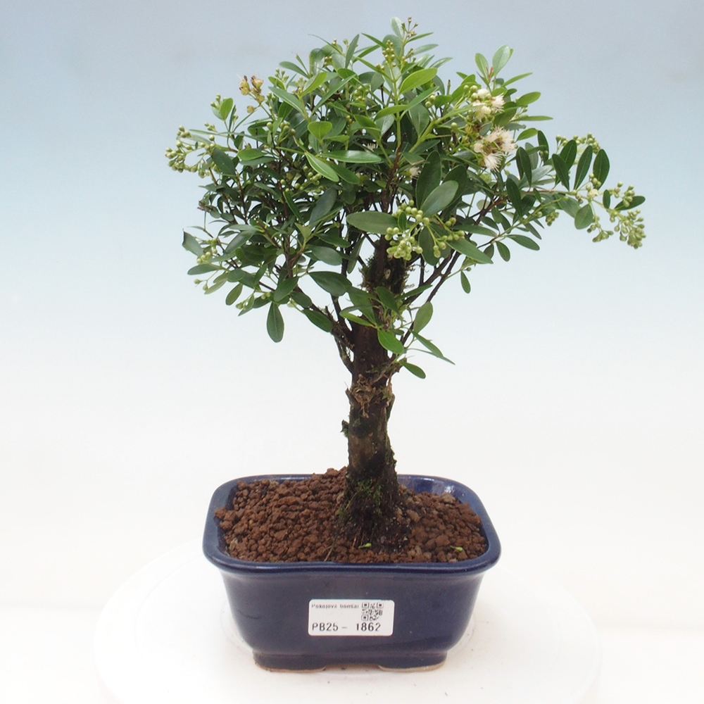 Izbová bonsai - Syzygium - pimentovníka
