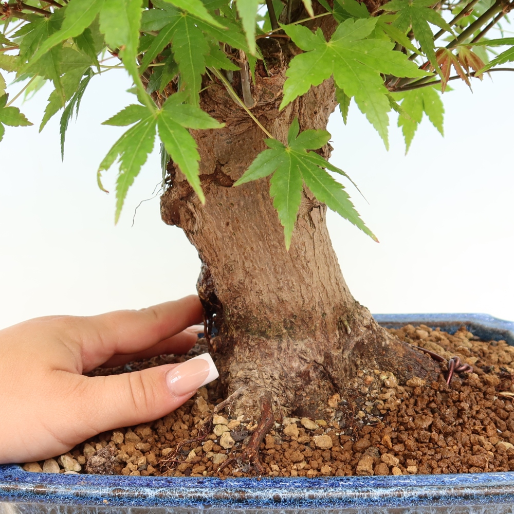 Vonkajšie bonsaje - Javor Burger - Acer Burgerianum