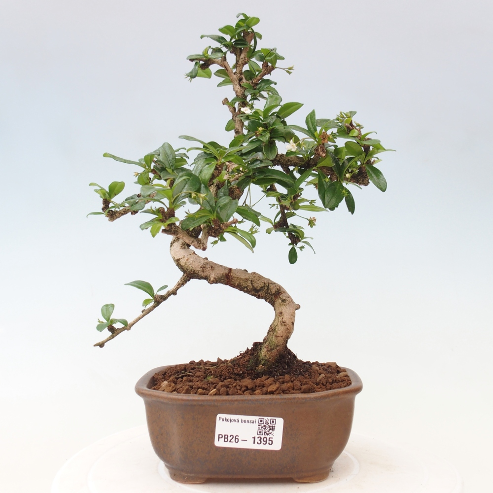 Izbové bonsaje - Carmona macrophylla - Tea fuki