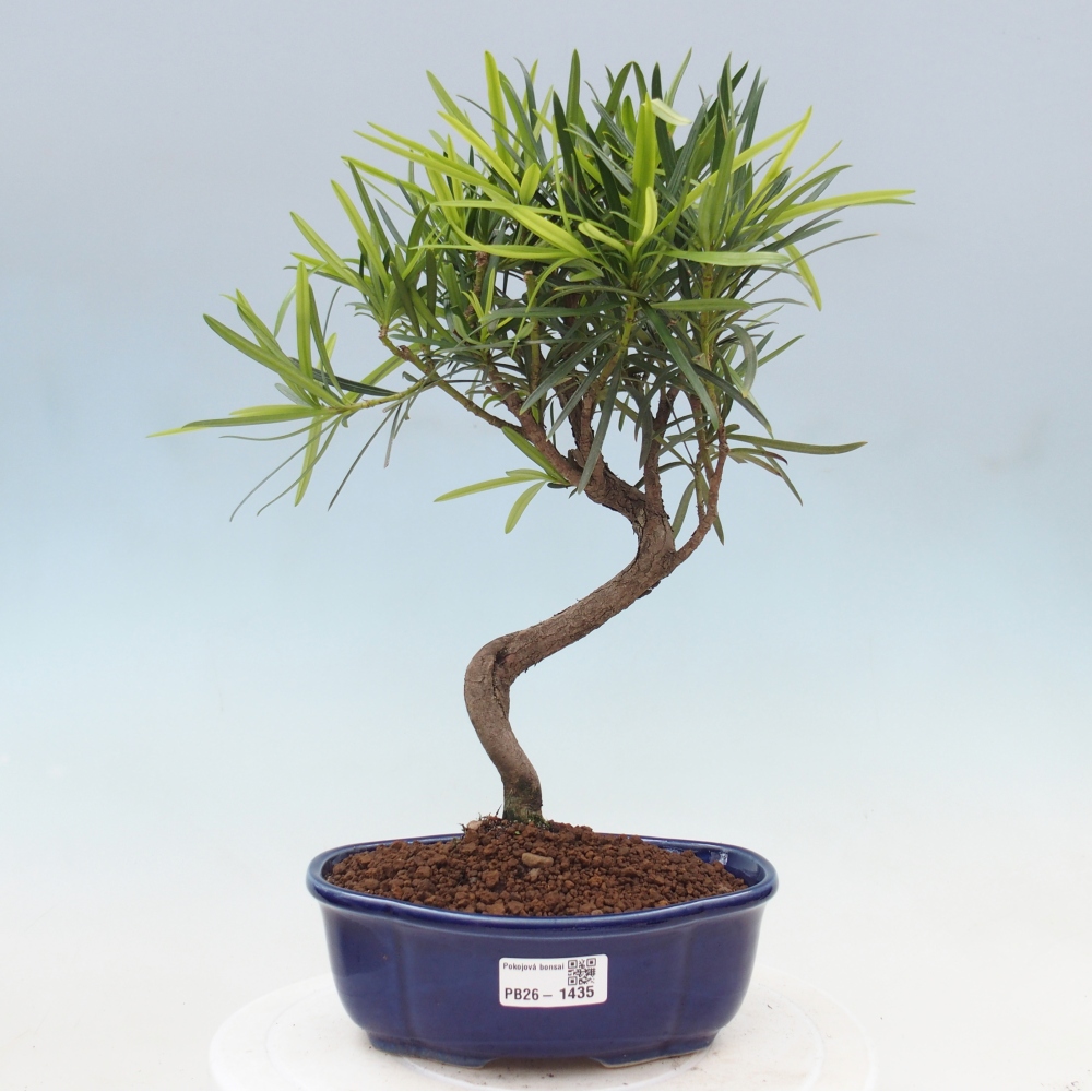 Izbové bonsaje - Podocarpus - Kamenný tis