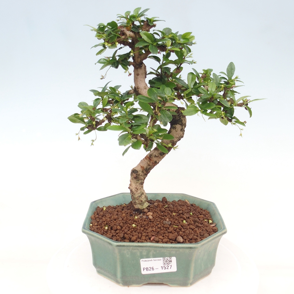 Izbové bonsaje - Carmona macrophylla - Tea fuki
