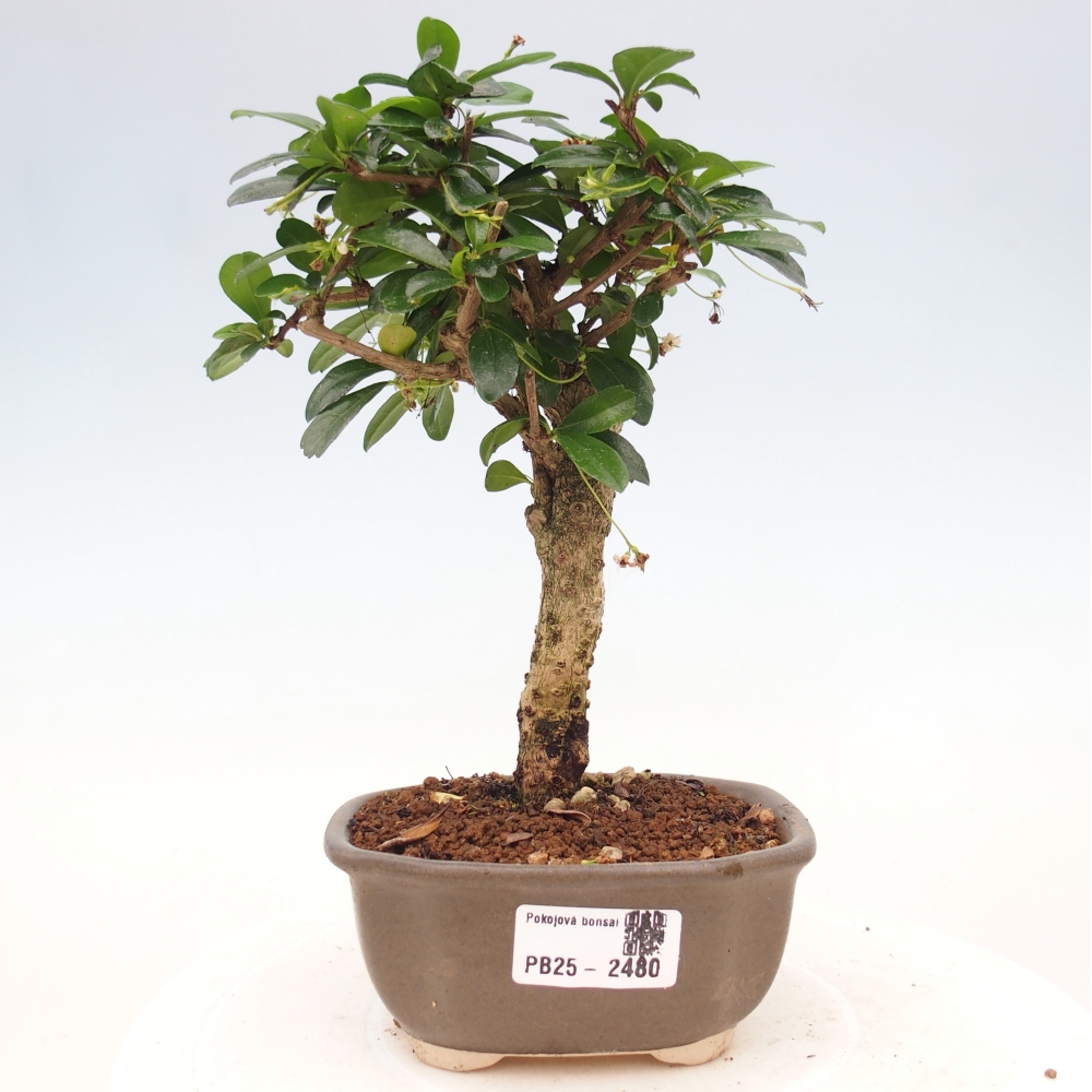 Izbová bonsai - Carmona macrophylla - Čaj fuki