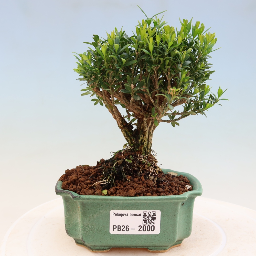 Izbové bonsaje - Buxus harlandii - korkový buxus