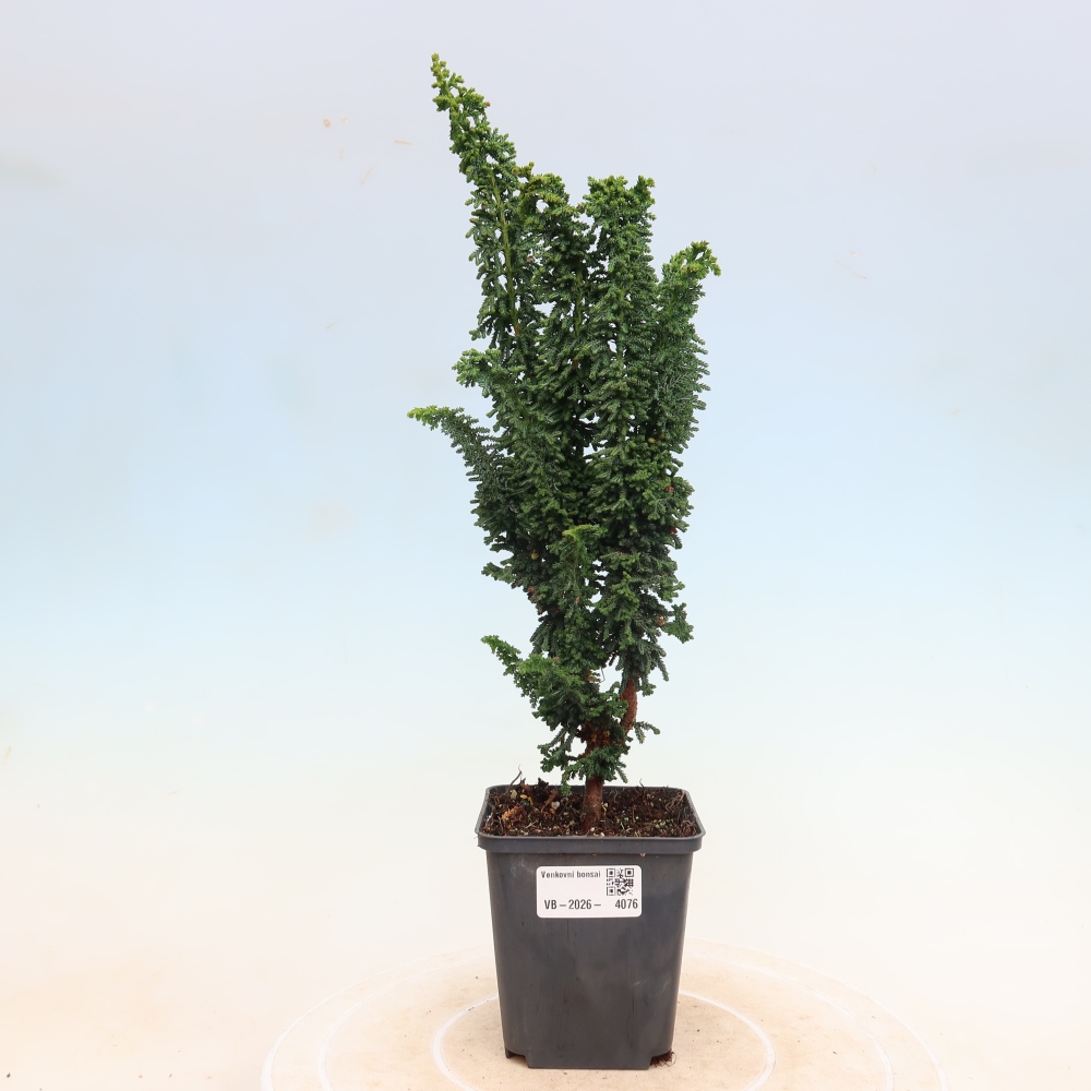 Vonkajší bonsaj - Cham. obtusa SEKKA HINOKI - Cypruštek