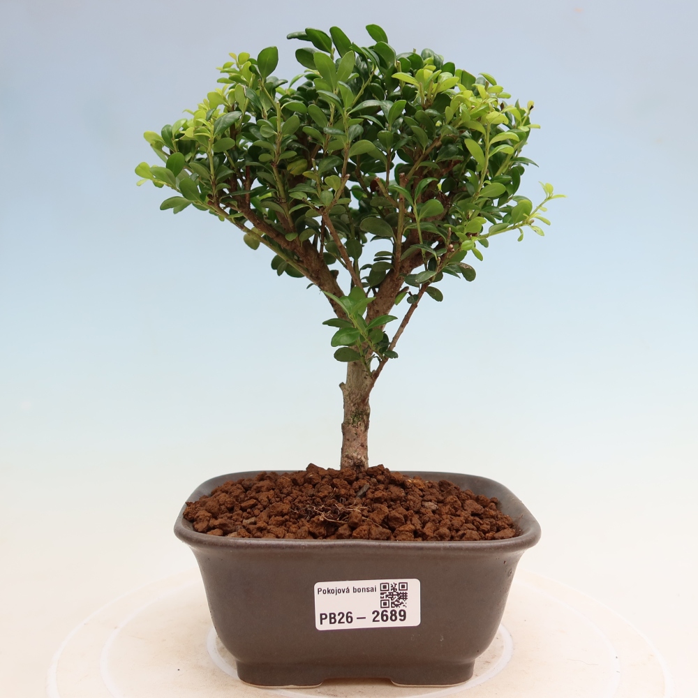 Izbový bonsaj - Ilex crenata - Cesmína