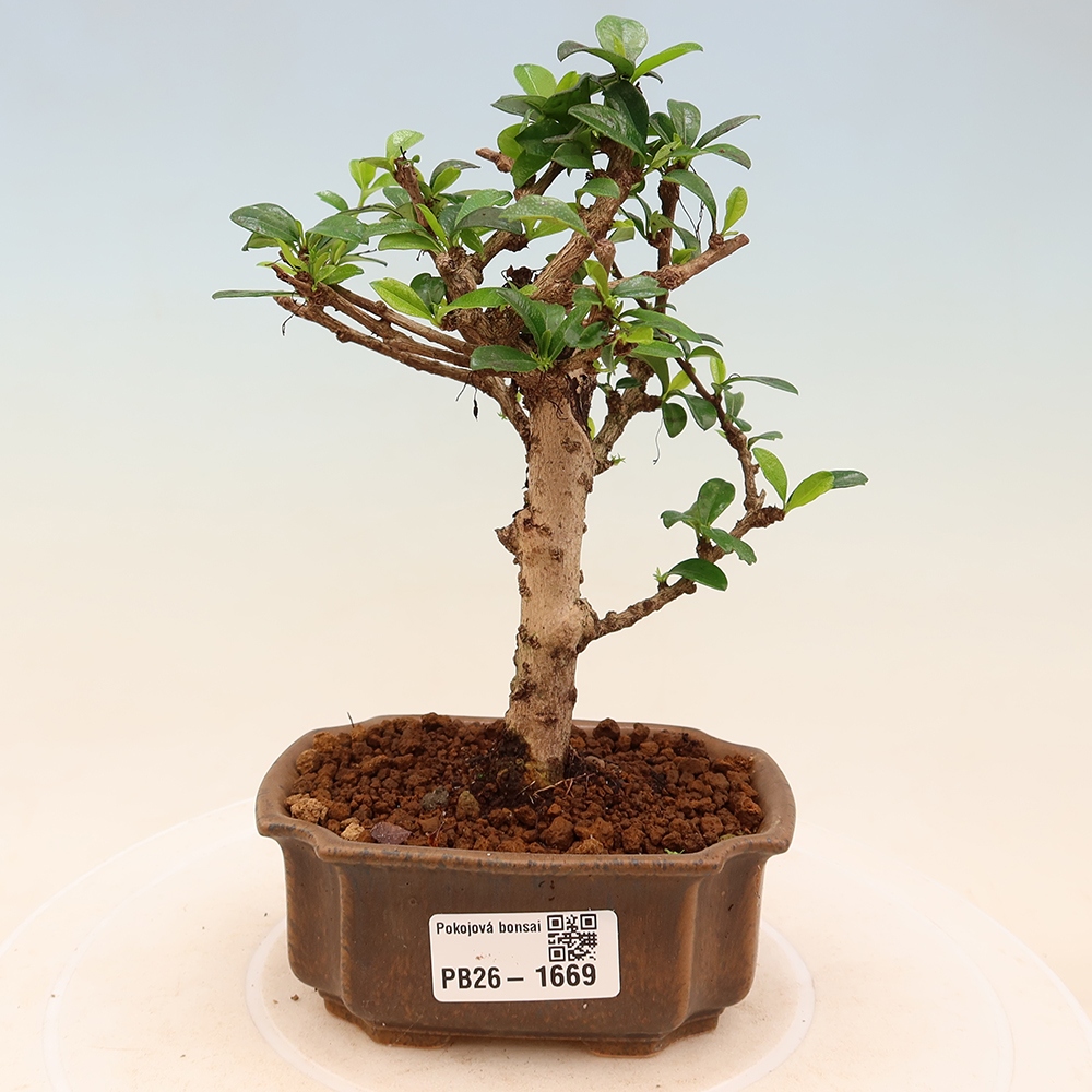 Izbové bonsaje - Carmona macrophylla - Tea fuki