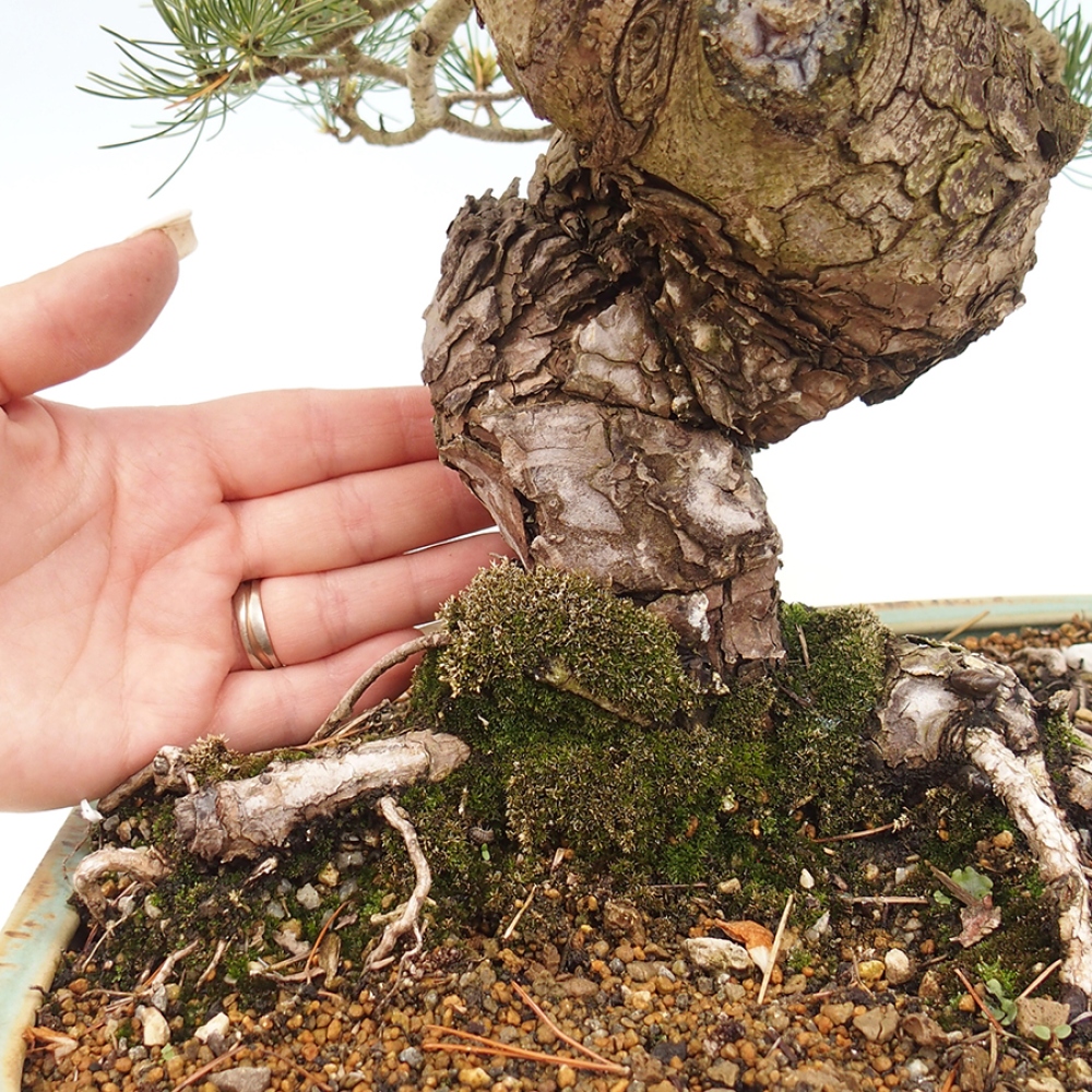 Vonkajšie bonsaje - Pinus parviflora - Pinus parviflora