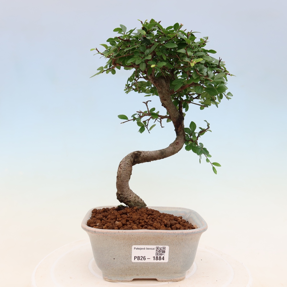 Izbový bonsaj - Ulmus parvifolia - brest malolistý