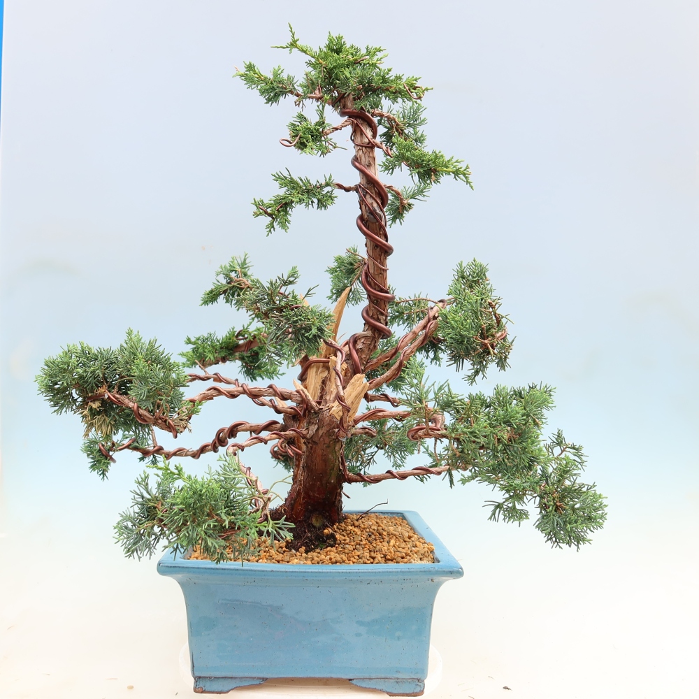Vonkajší bonsaj - Juniperus chinensis Kishu