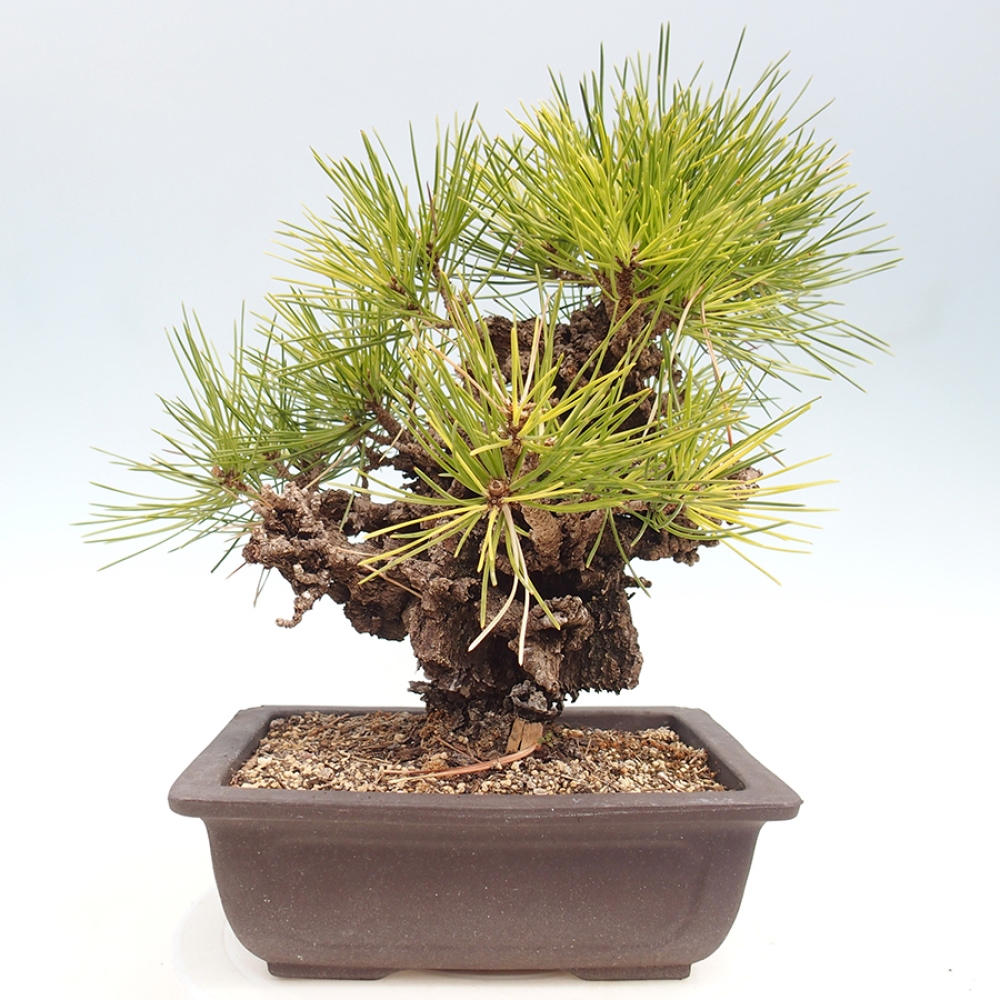 Vonkajšie bonsaje - Pinus thunbergii - borovica Thunbergova