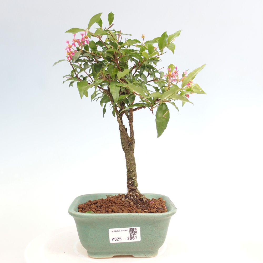 Izbová bonsai - Malpighia coccigera- Barbdorská čerešňa