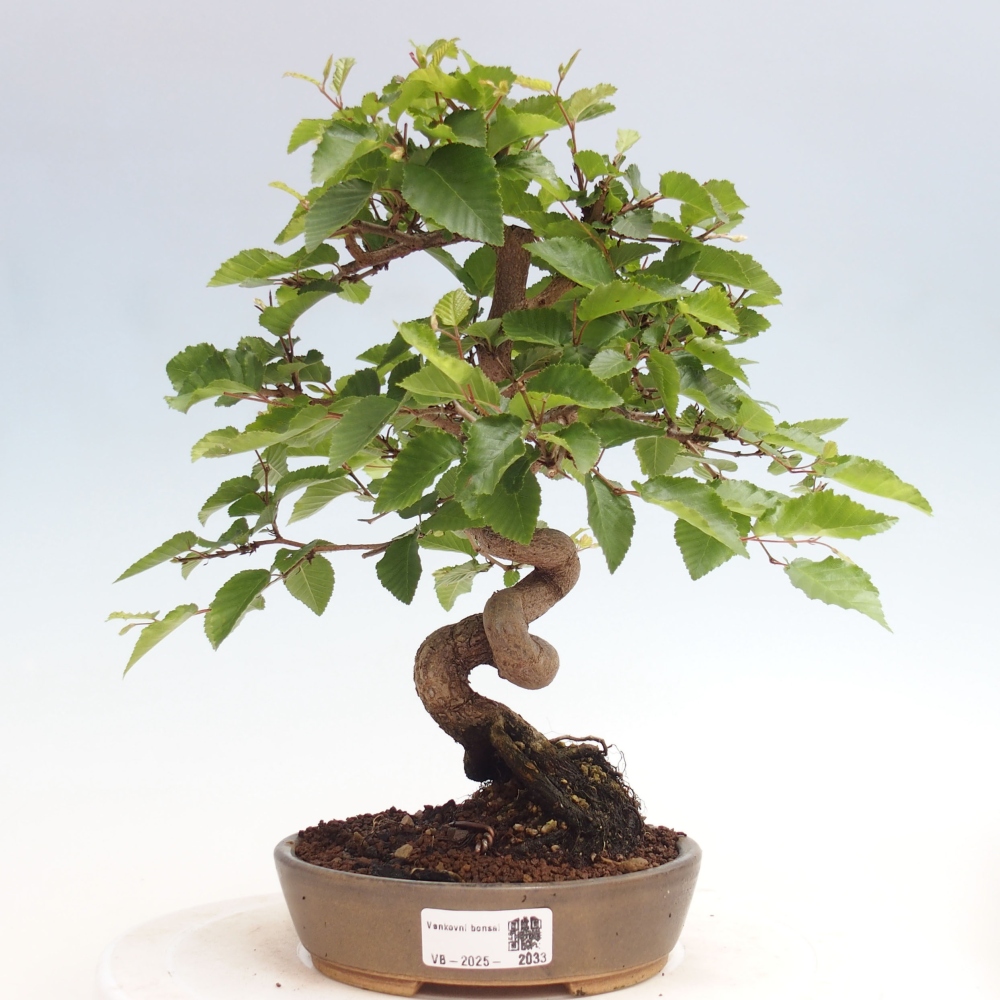 Vonkajší bonsai -Carpinus CARPINOIDES - Hrab kórejský