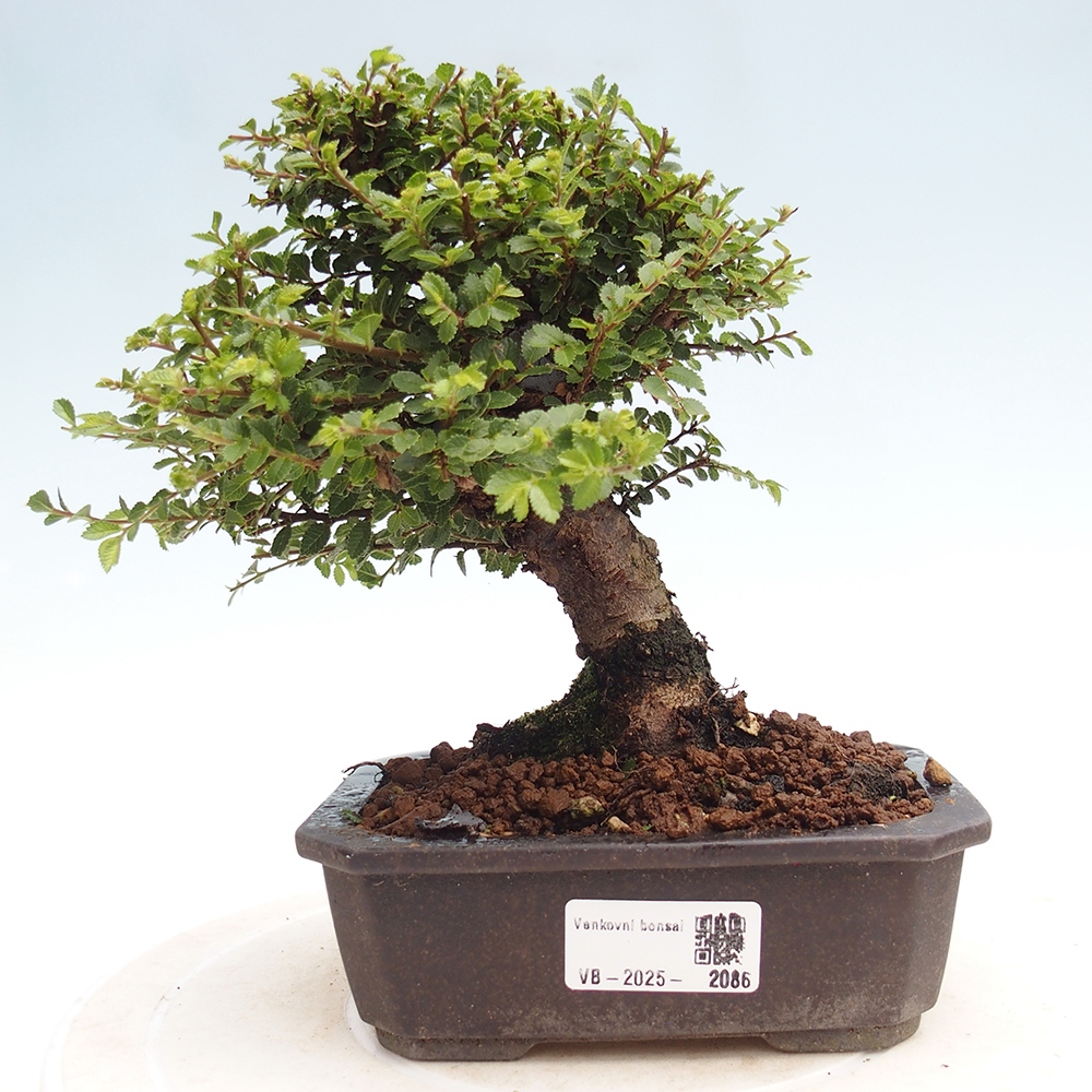 Vonkajší bonsai - Ulmus parvifolia Hokkaido - brest Čínsky