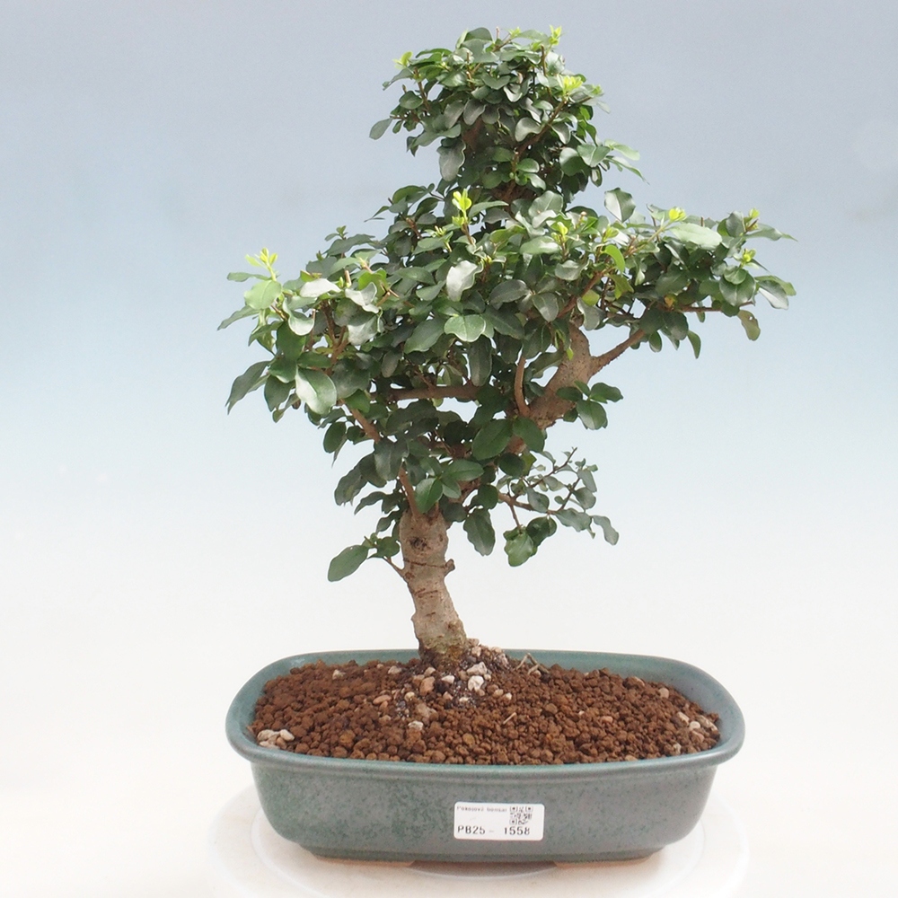 Izbová bonsai -Ligustrum chinensis - Vtáčí zob