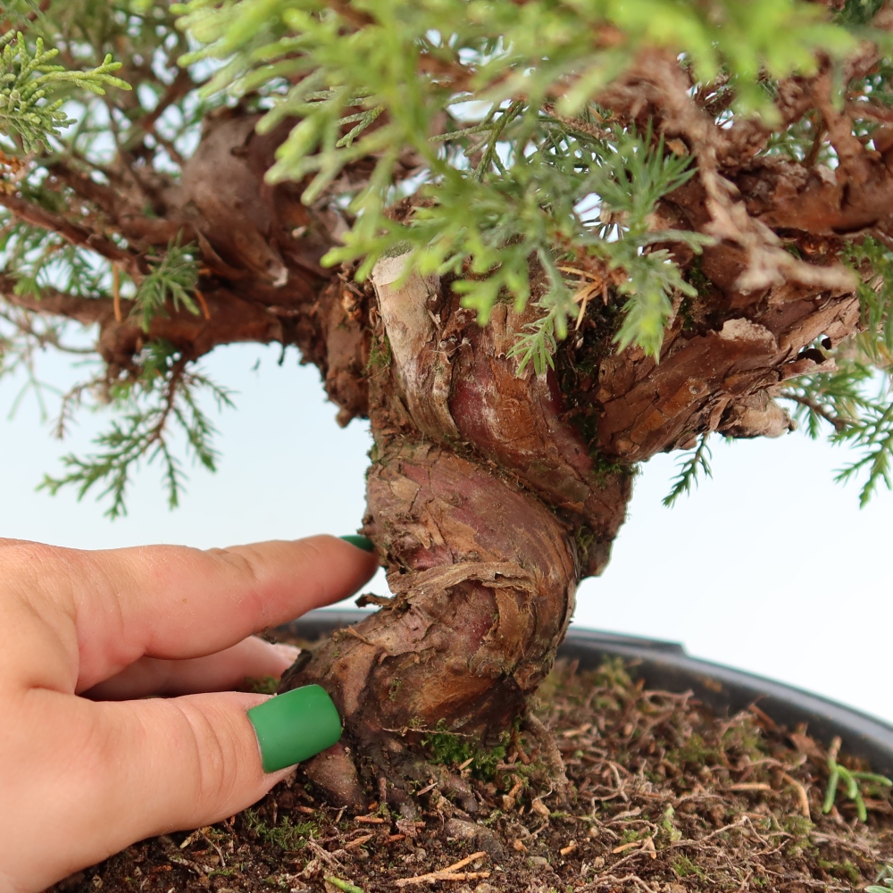 Vonkajší bonsai – Juniperus chinensis Itoigawa – čínsky jalovec