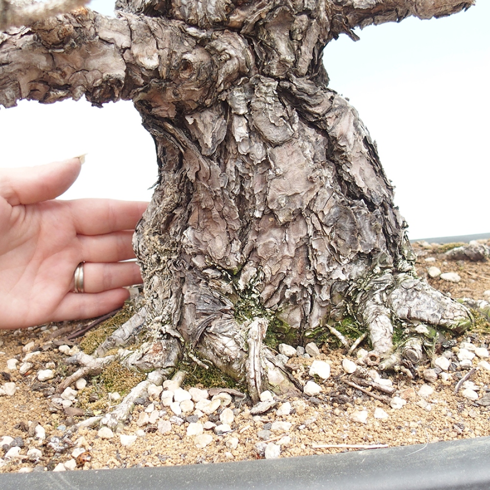 Vonkajšie bonsaje - Pinus thunbergii - borovica Thunbergova