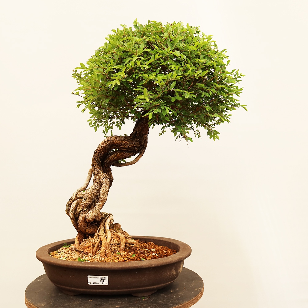 Vonkajšie bonsai - Zelkova - Zelkova NIRE