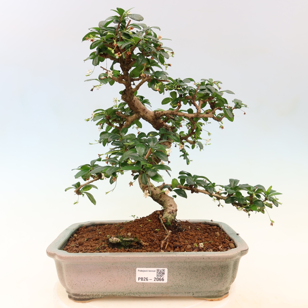 Izbové bonsaje - Carmona macrophylla - Tea fuki