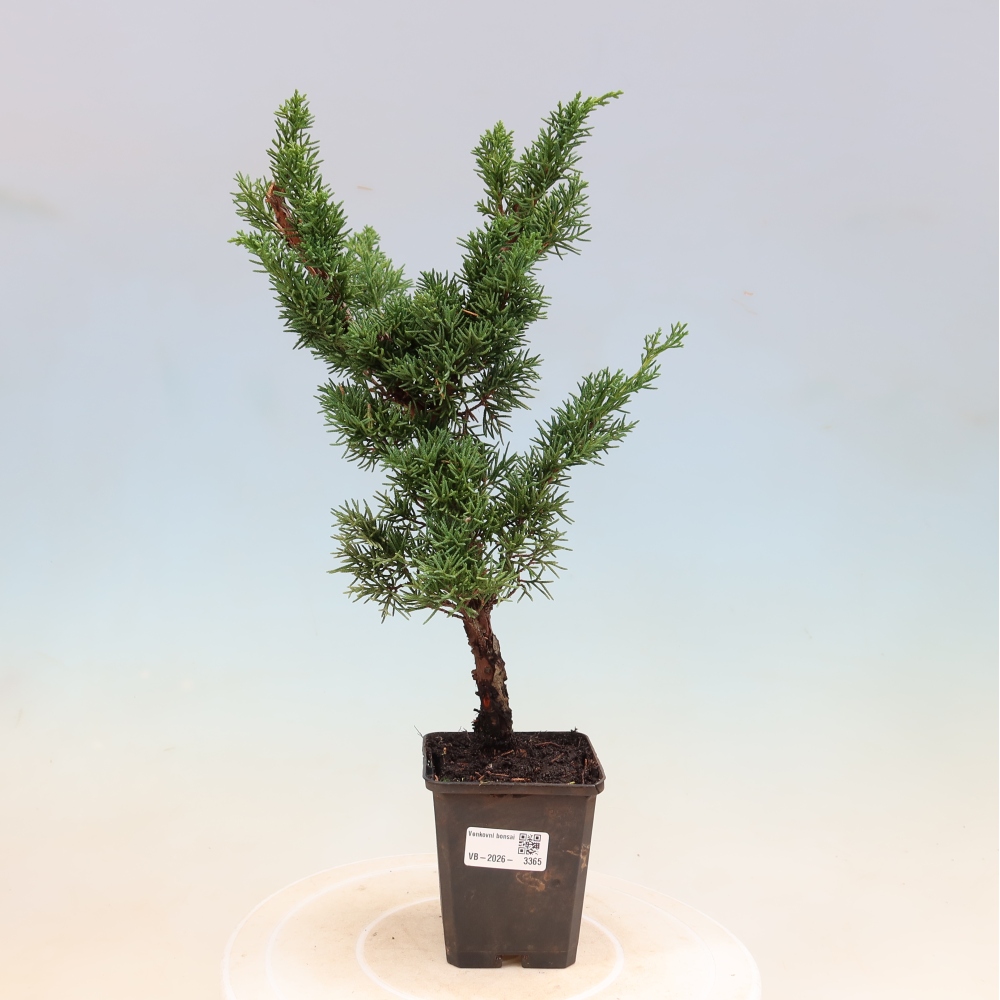 Vonkajší bonsaj - Juniperus chinensis Kishu