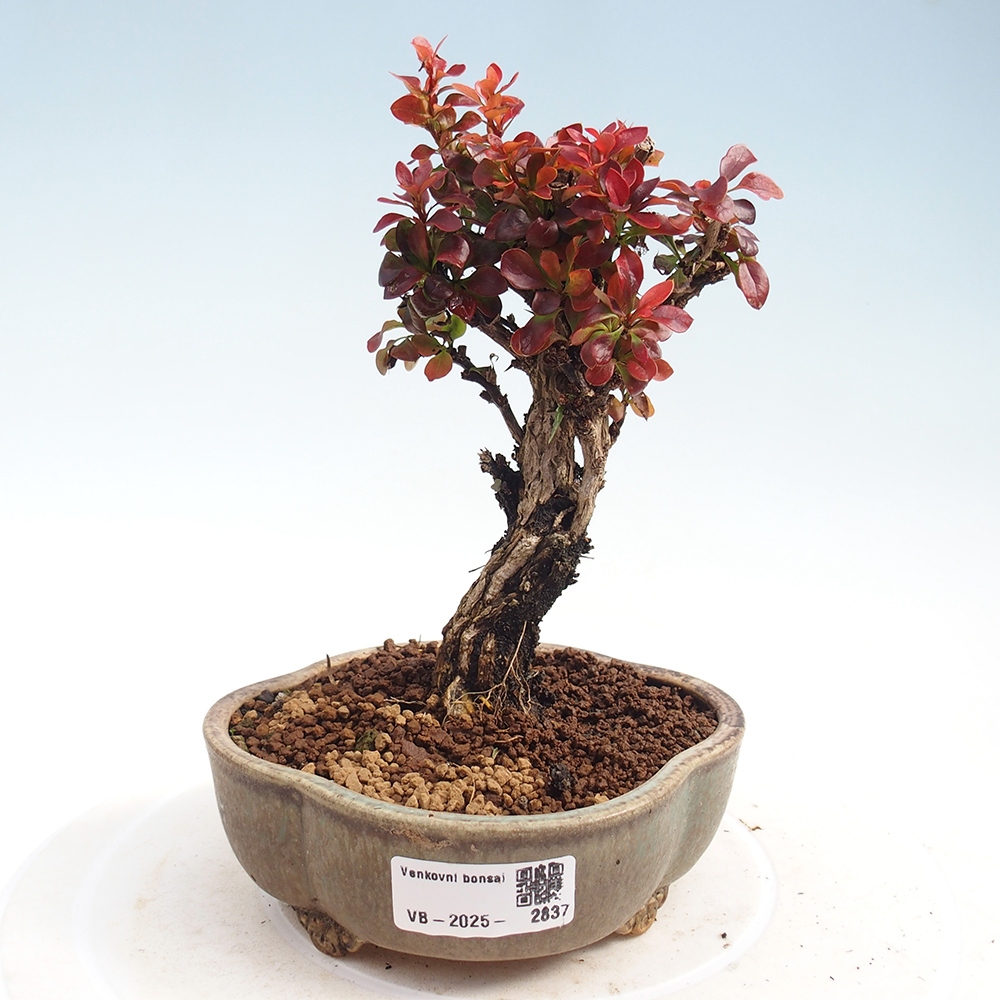 Vonkajší bonsaj - Berberis Thunbergii Bagatelle